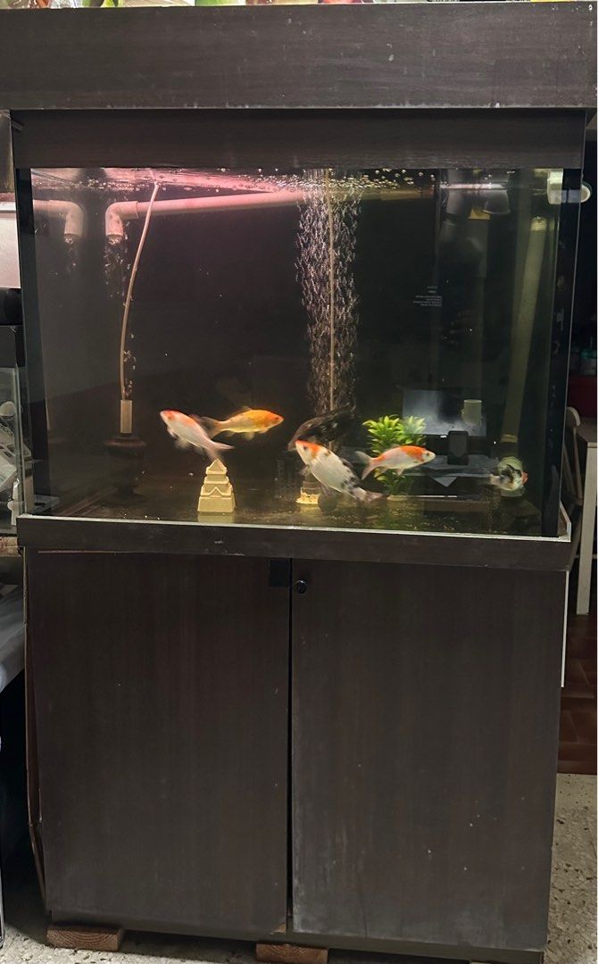 Big Fish tank full set with cabinet and cleaning system, Furniture & Home  Living, Home Decor, Other Home Decor on Carousell