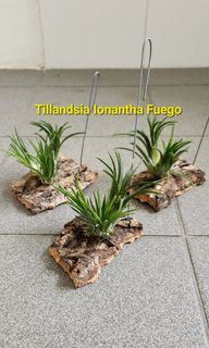 Tillandsia Regal Rene, Furniture & Home Living, Gardening, Plants