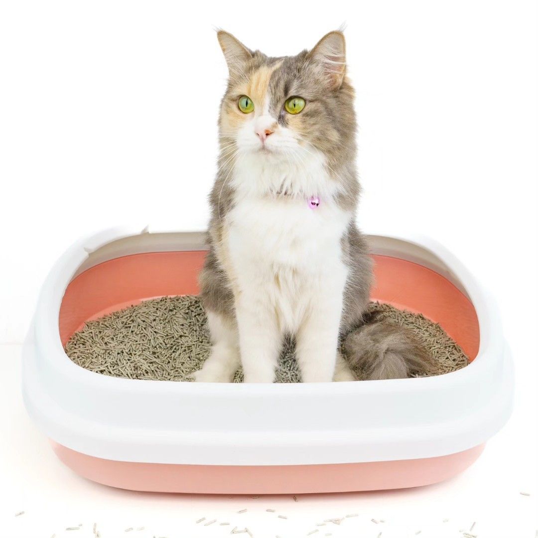 TOFU CAT LITTER FREE DELIVERY Pet Supplies Homes Other Pet