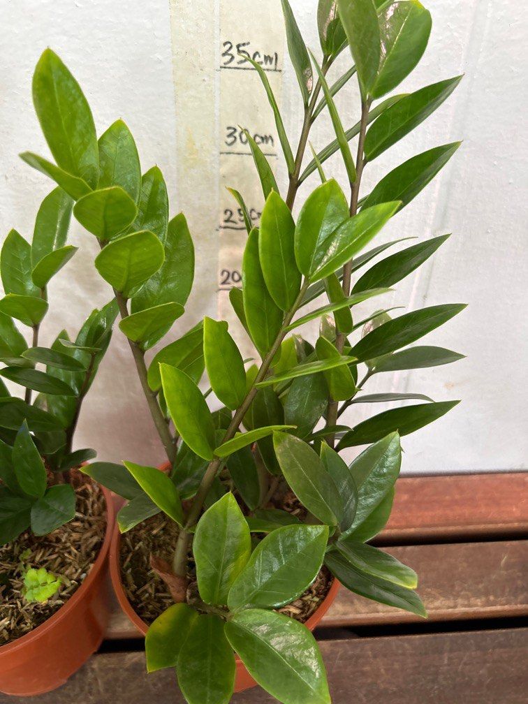 ZZ plant/Feng Shui plant 10 each pot, Furniture & Home Living, Gardening, Plants & Seeds on