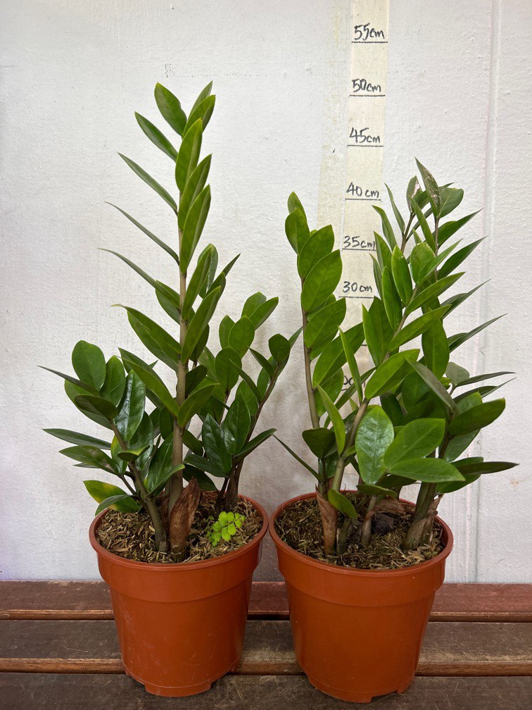 ZZ plant/Feng Shui plant 10 each pot, Furniture & Home Living