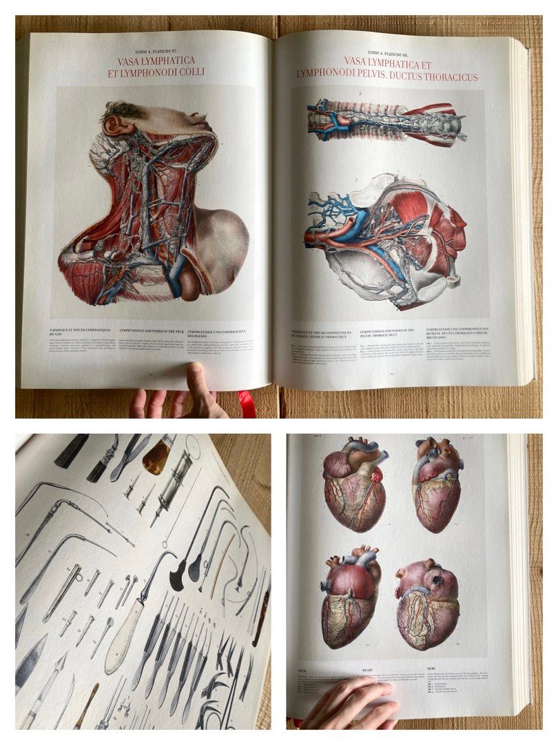 醫學人體全解剖圖鑑  👨‍⚕️Atlas of Human Anatomy and Surgery