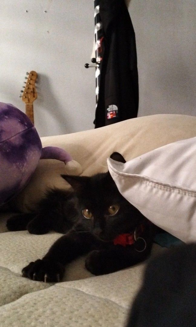 Kitten boarding discount