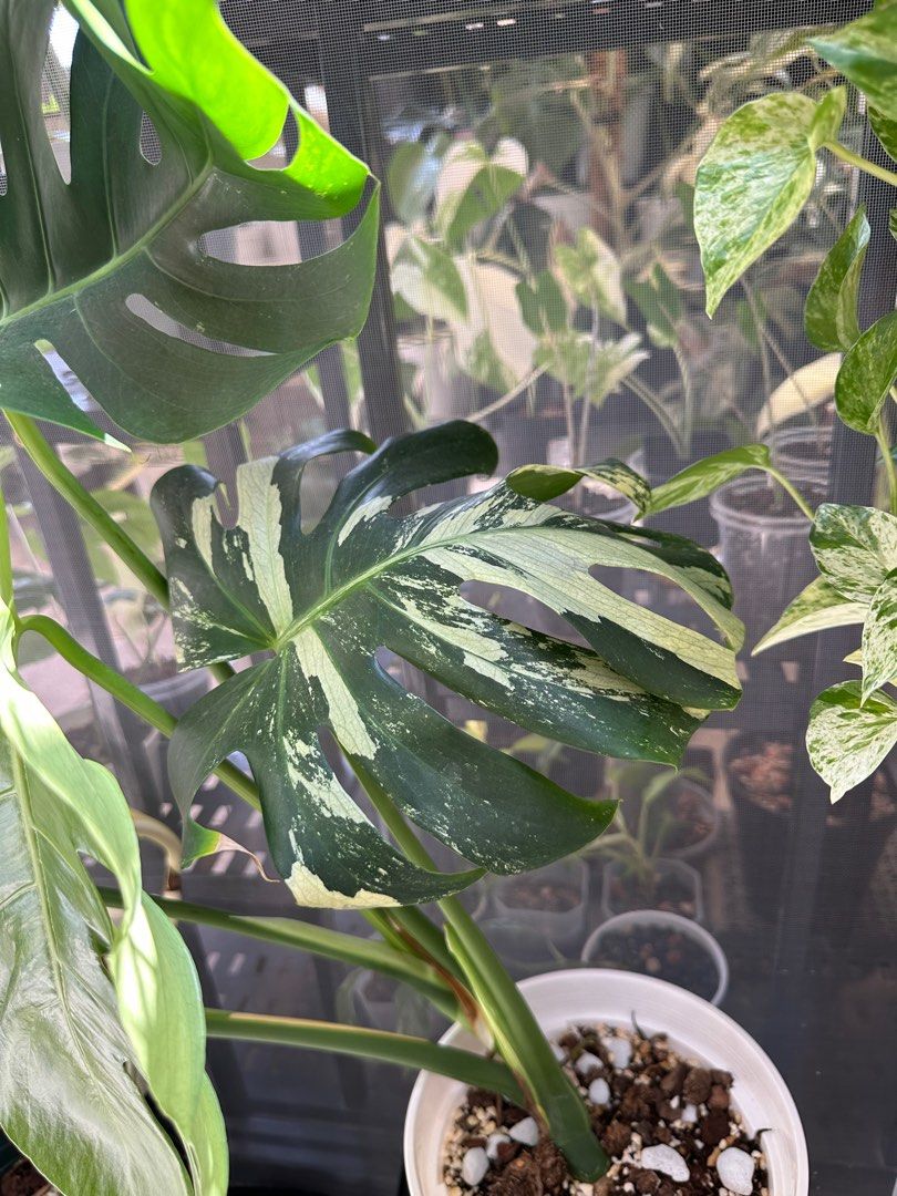 Monstera Deliciosa Mint variegata | 短莖薄荷龜背芋, 傢俬＆家居