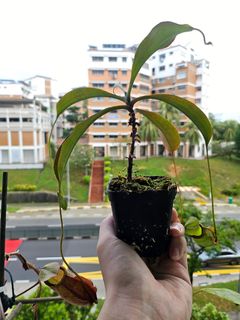 (Category: ) located in . Submitted by shaunnn72 (Listing ID 1264701498, Image 1). Description: .