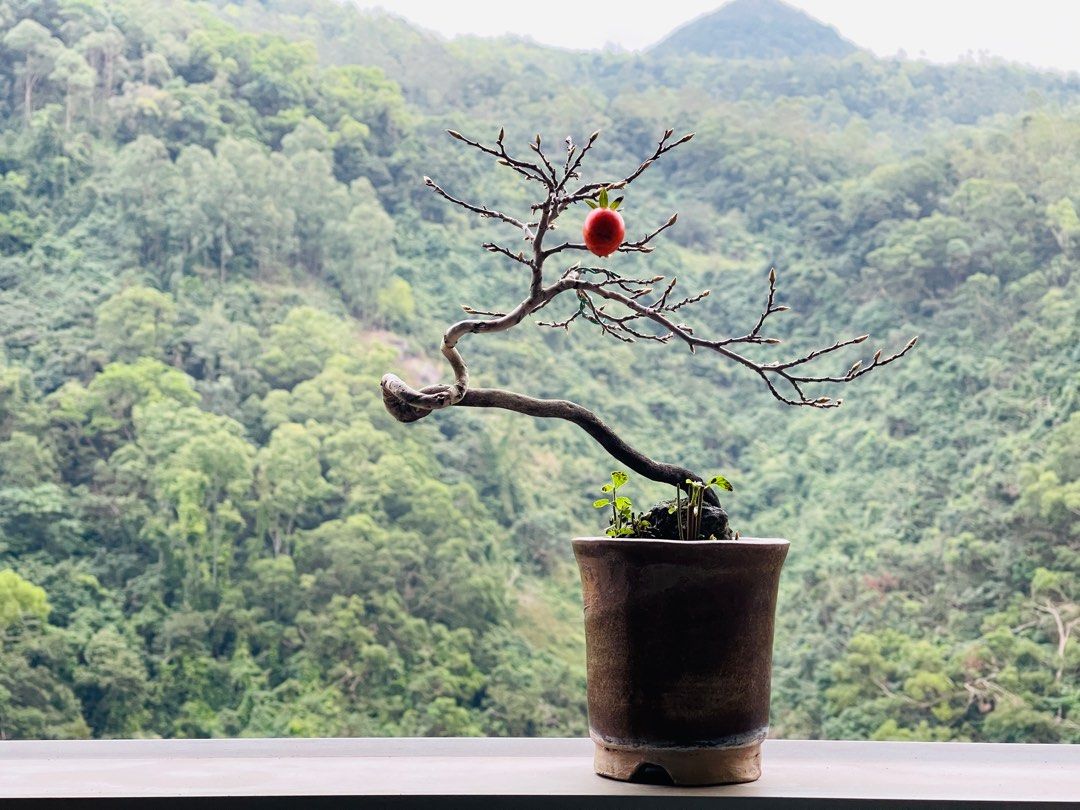 の】名鉢作家 植松陶翠か 瑠璃釉切立切足 水盤 植木鉢 盆栽鉢