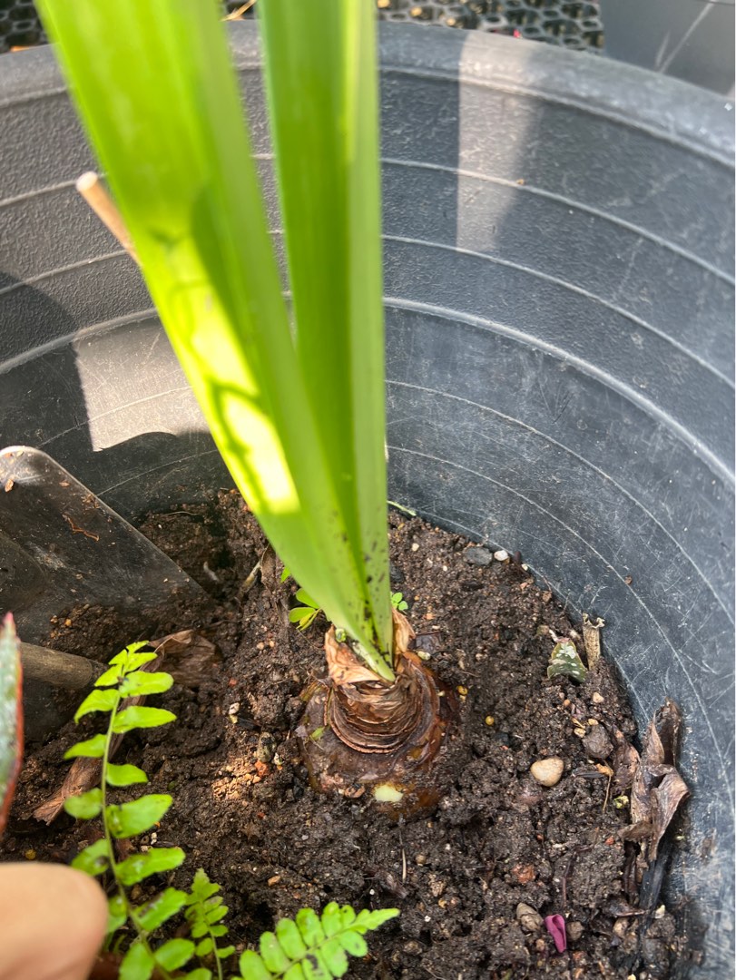 Amaryllis bulb large Assorted colour, Furniture & Home Living