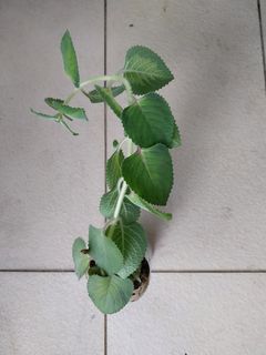 (Category: ) located in . Submitted by 1dollarplants (Listing ID 1268882478, Image 1). Description: .
