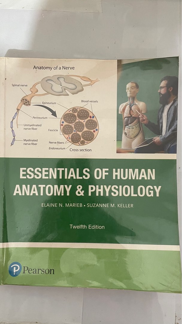 Essentials of Human Anatomy and Physiology 12th edition, Hobbies & Toys ...