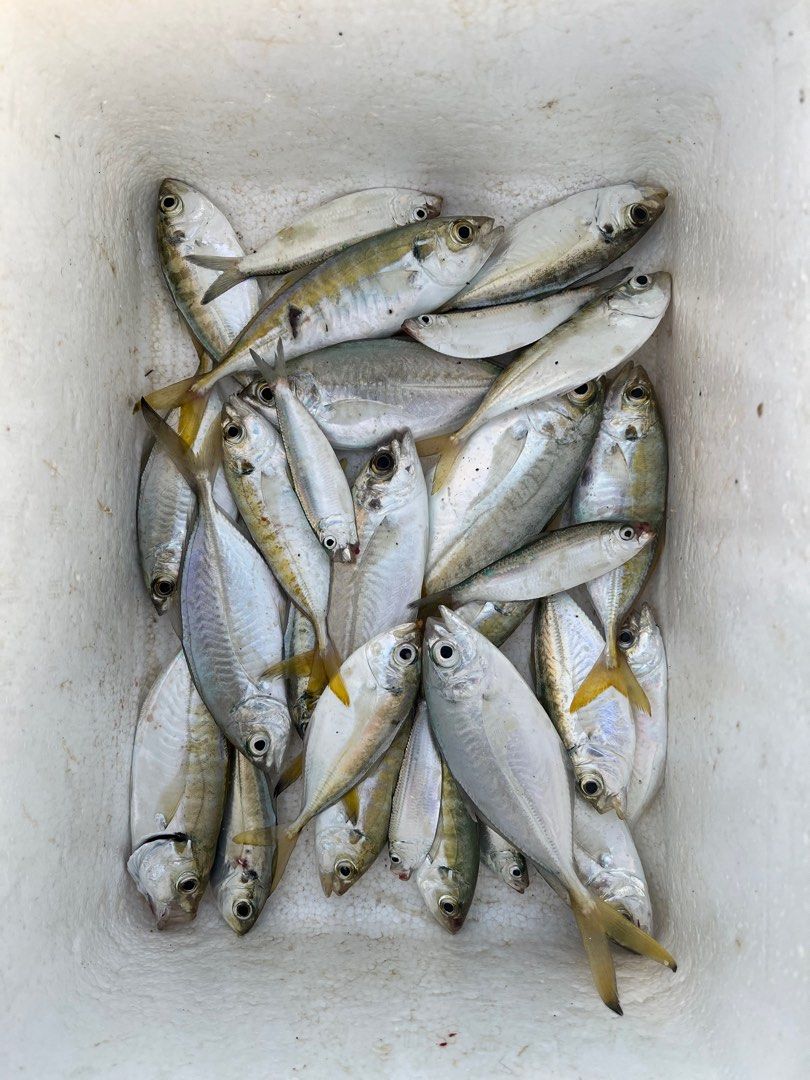 Fresh Selar Bait from Bedok Jetty, Sports Equipment, Fishing on Carousell