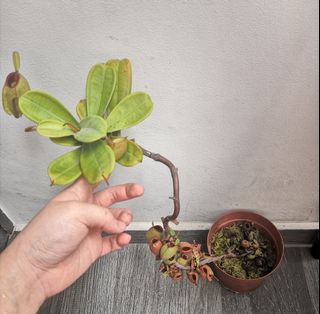 (Category: ) located in . Submitted by plantque (Listing ID 1268777464, Image 1). Description: .