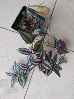 (Category: ) located in . Submitted by 1dollarplants (Listing ID 1268882506, Image 1). Description: .