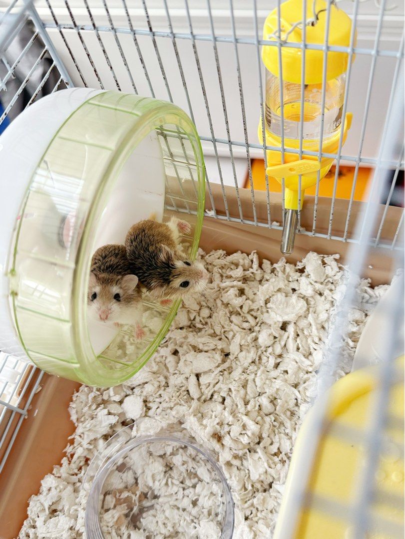 Roborovski cage store