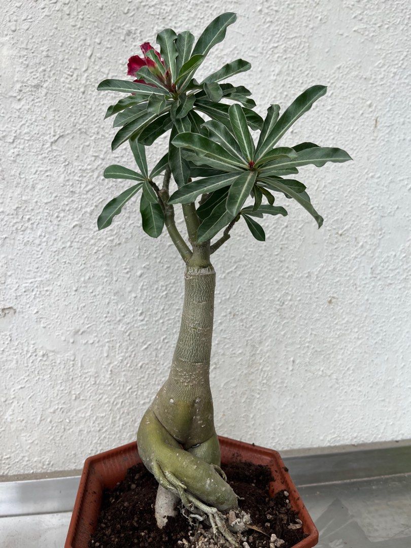 Grafted Adenium, Furniture & Home Living, Gardening, Plants & Seeds on ...
