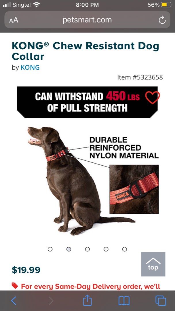 KONG Ultra Durable Dog Collar Medium Pet Supplies Homes