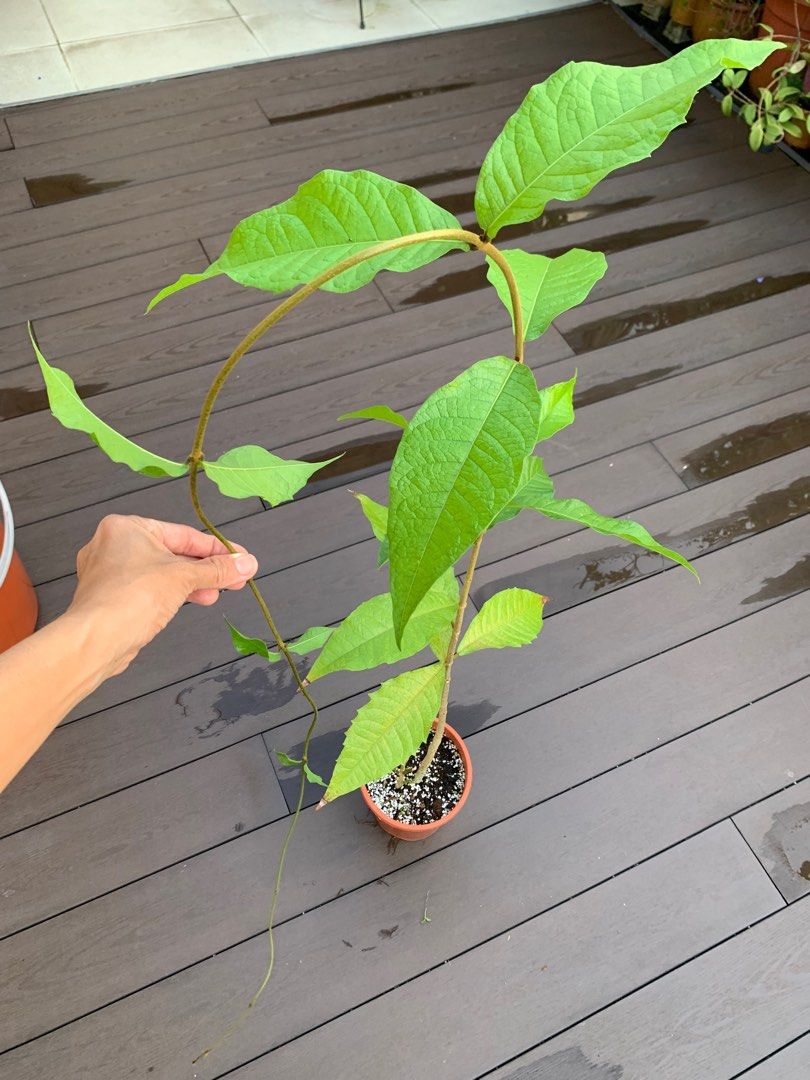 Sandpaper Vine Plant, Furniture & Home Living, Gardening, Plants