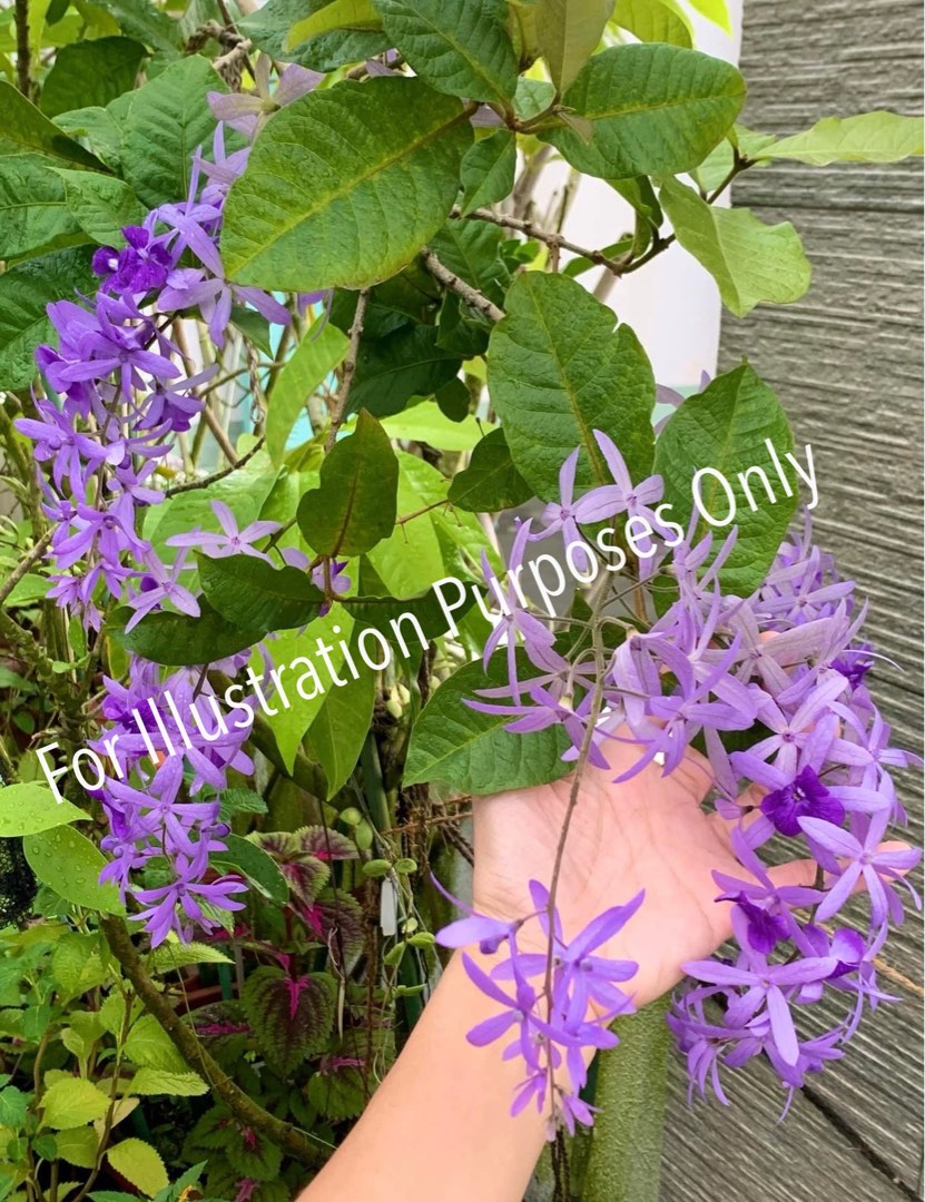 Sandpaper Vine Plant, Furniture & Home Living, Gardening, Plants