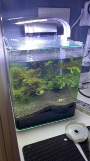 (Category: ) located in . Submitted by neohziwei (Listing ID 1270670092, Image 1). Description: .