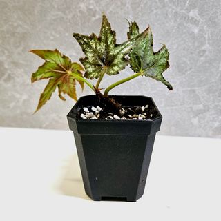 （分類：）位於 。 由 KwanCandy 提交（商品編號 1270763836，圖片 1）。簡介： 。