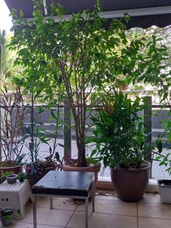 (Category: ) located in . Submitted by 1dollarplants (Listing ID 1270647002, Image 1). Description: .