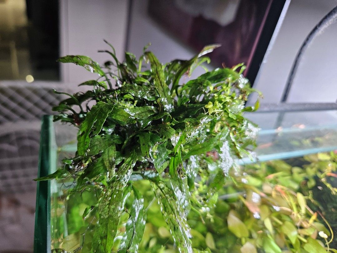 True Micro Java Fern Java Fern(micro breed) on drift wood, Pet Supplies, Homes & Other Pet ...