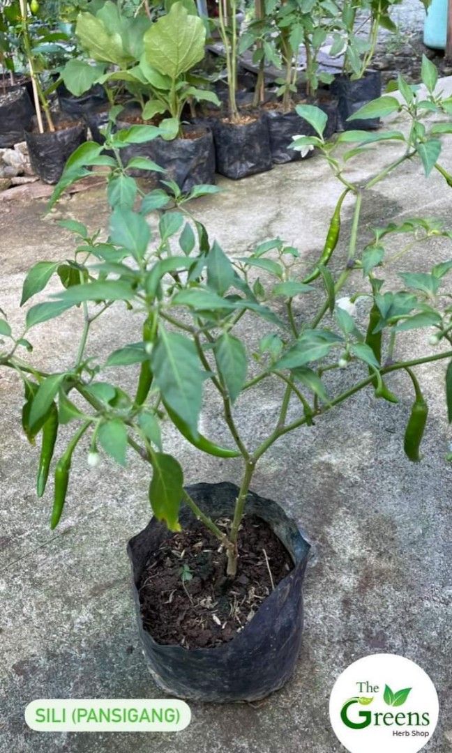 Sili Pansigang (Category: Plants & Seeds) located in Imus. Submitted by reghailiv09 (Listing ID 1270672778, Image 1). Description: FRESH CUTS (100g) - 100 🌿 Curry Leaves CULINARY HERBS & HERBAL PLANTS 🌿🍀🌱 (50 each) Sweet Basil Thai Basil Holy Basil Lemon Basil Dill Arugula Thyme Jamaican Oregano Tarragon Cilantro (Wansoy) Dog Fennel Parsley (Flat) Parsley (Curly) Lemon Balm Peppermint Lemon Mint Java Mint Choco Mint Apple Mint GotuKola Stevia