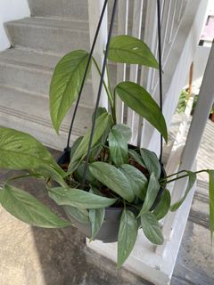 (Category: ) located in . Submitted by greystokes (Listing ID 1270840663, Image 1). Description: .