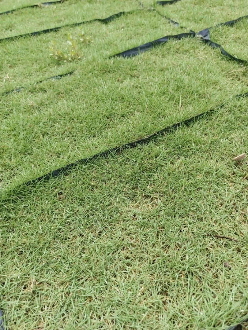 Jual rumput Philippines grass Japanese grass lembu grass pearl grass
