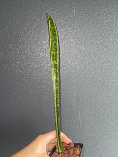(Category: ) located in . Submitted by sanselover (Listing ID 1270903970, Image 1). Description: .