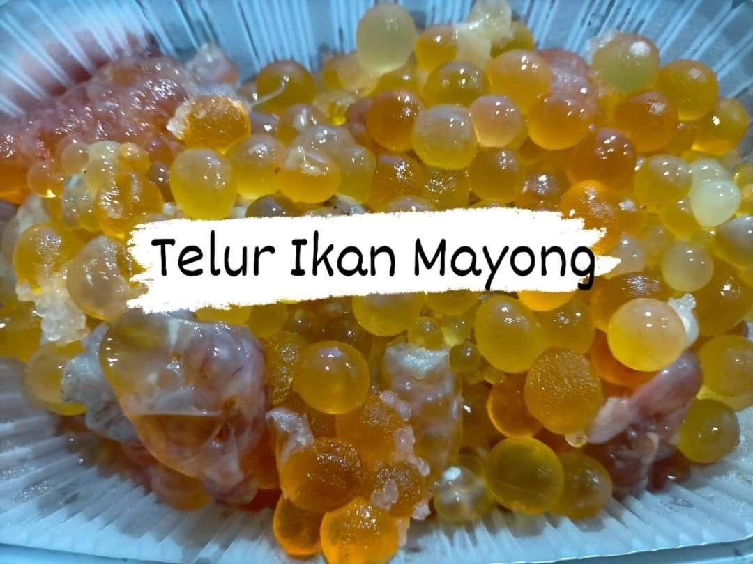 Mengenal Ikan Sembilang Muara: Keunikan dan Kelezatan Rasanya Mengenal Ikan Sembilang Muara: Keunikan dan Kelezatan Rasanya