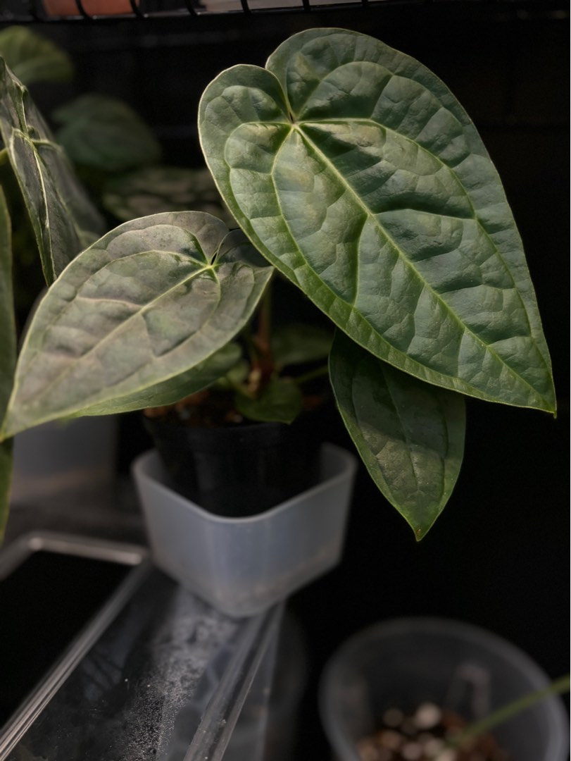 Leverans Sallsynt Vaxt Anthurium Crystallinum Luxurians