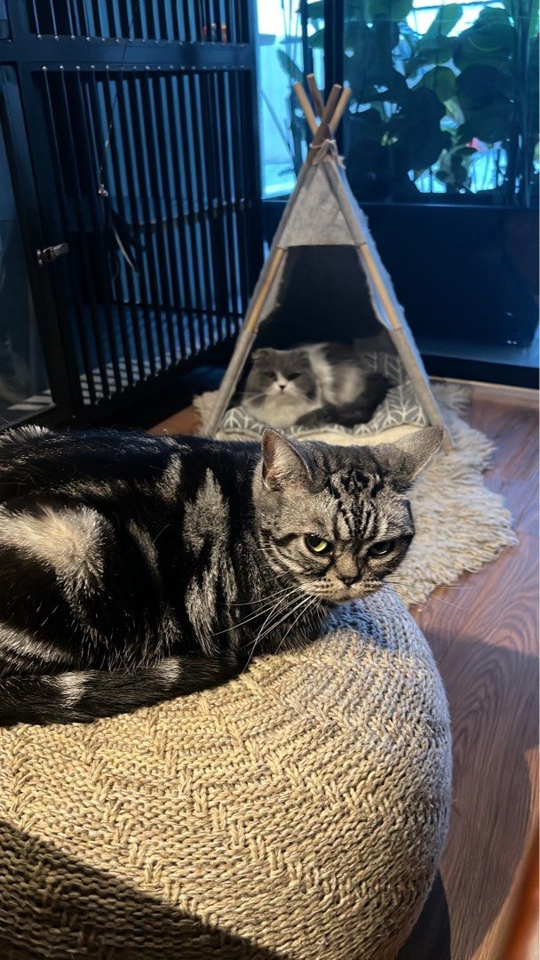 Catto Resort Cat Boarding, Pet Supplies, Health Grooming