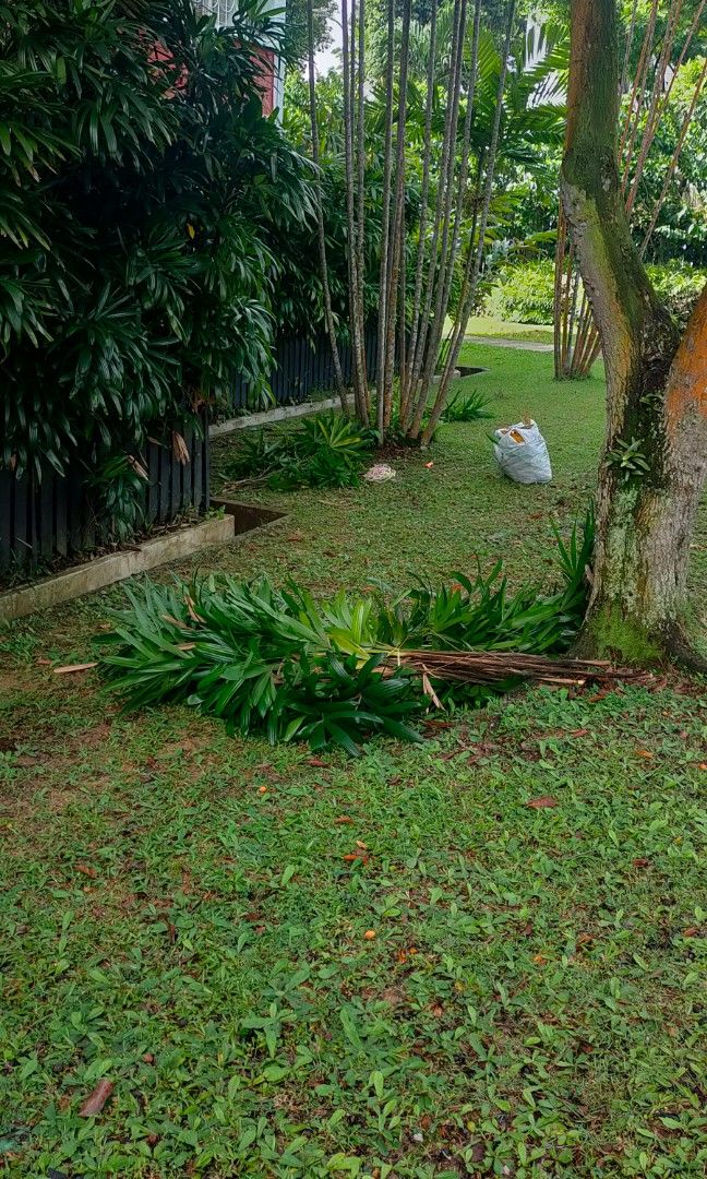 Garden Maintenance64884982007426117