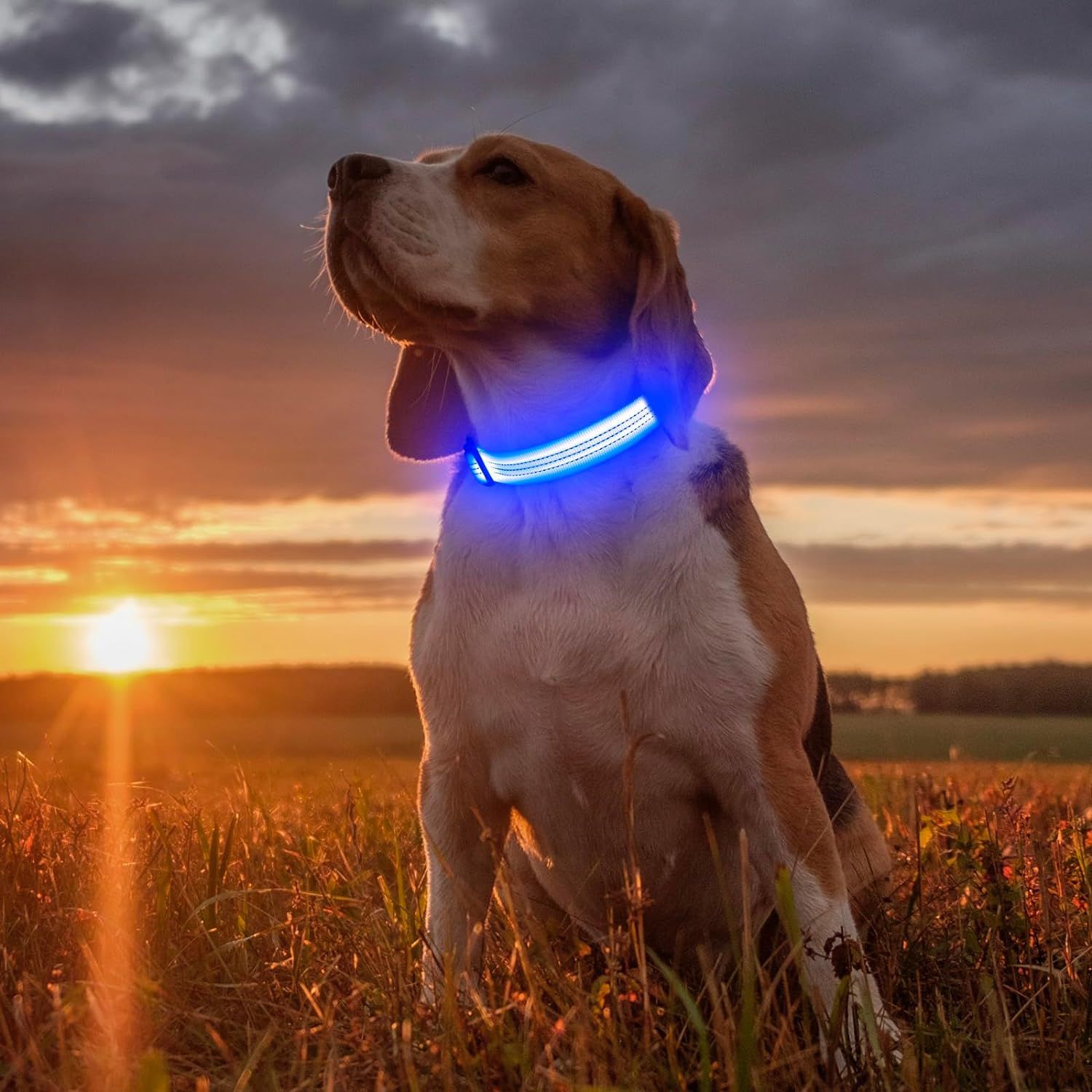 Illumifun LED Dog Collar USB Rechargeable Waterproof