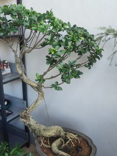 (Category: ) located in . Submitted by hongmeiliu06 (Listing ID 1271236287, Image 1). Description: .
