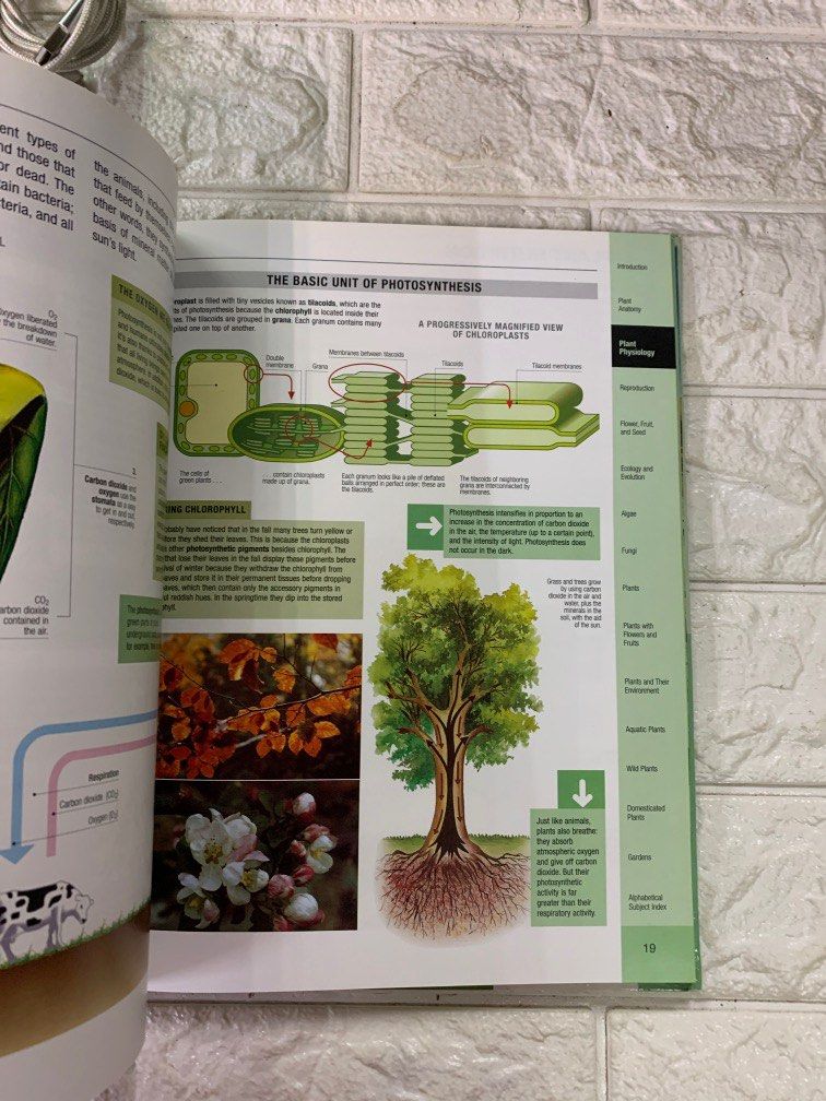 Essential Atlas of Botany, Hobbies & Toys, Books & Magazines, Children