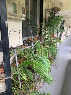 (Category: ) located in . Submitted by piperomia (Listing ID 1271294460, Image 1). Description: .