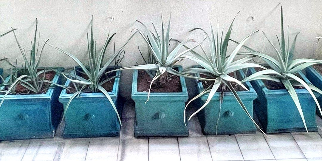 Planter pots