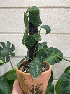 (Category: ) located in . Submitted by e.x.o_plant (Listing ID 1271303219, Image 1). Description: .