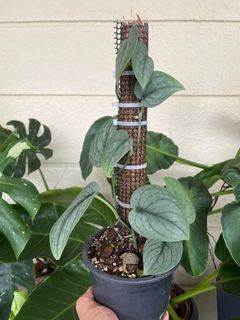 (Category: ) located in . Submitted by e.x.o_plant (Listing ID 1271302702, Image 1). Description: .