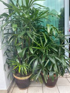(Category: ) located in . Submitted by denisegm (Listing ID 1271496188, Image 1). Description: .