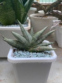 （分類：）位於 。 由 chuckyor 提交（商品編號 1271927758，圖片 1）。簡介： 。