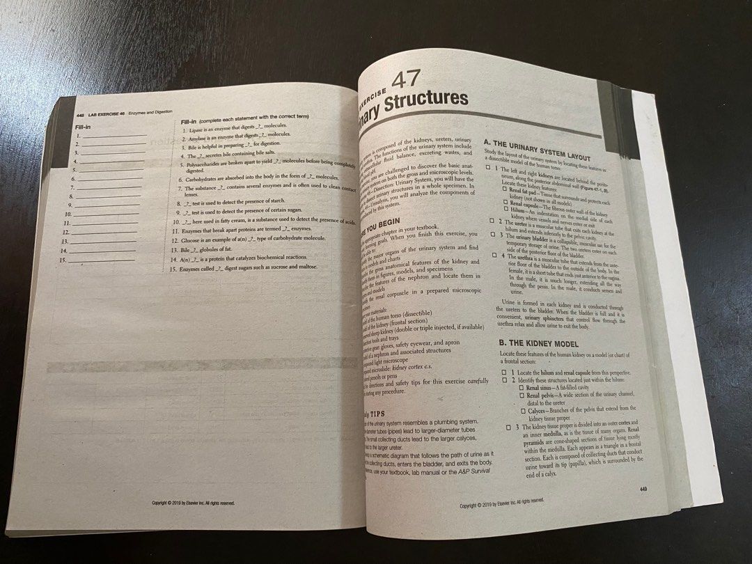 Anatomy & Physiology Laboratory Manual, Hobbies & Toys, Books