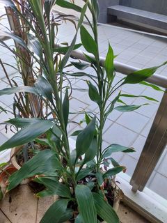 (Category: ) located in . Submitted by 1dollarplants (Listing ID 1271658497, Image 1). Description: .