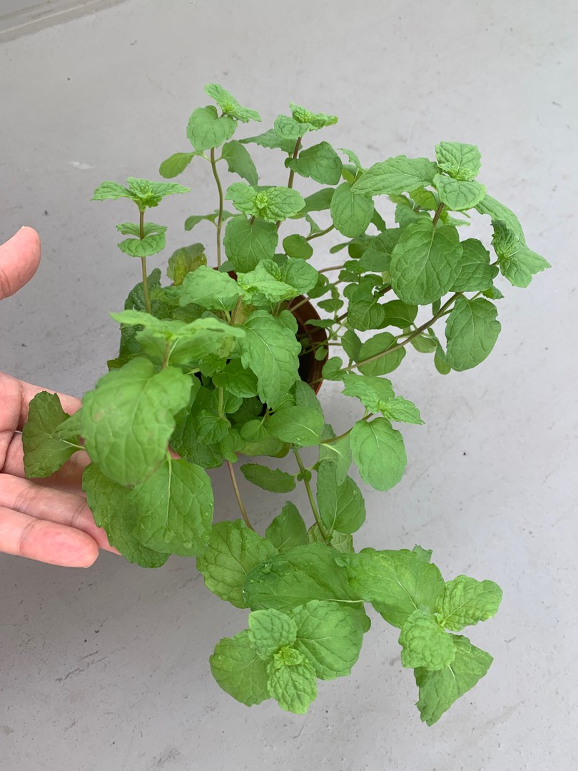 Easy to grow edible mint plant, Furniture & Home Living, Gardening