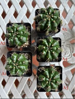 Gymnocalicium Damsii Cactus Mother Plants