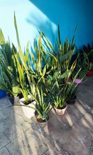 Indoor Plants For sale