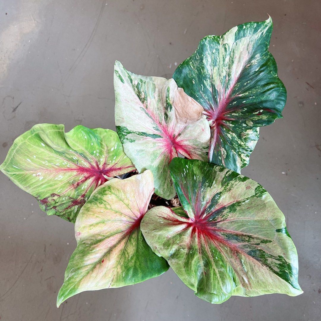Jumbo Caladium / variegated foliage , Furniture & Home Living ...