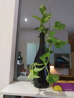 (Category: ) located in . Submitted by 1dollarplants (Listing ID 1271633701, Image 1). Description: .