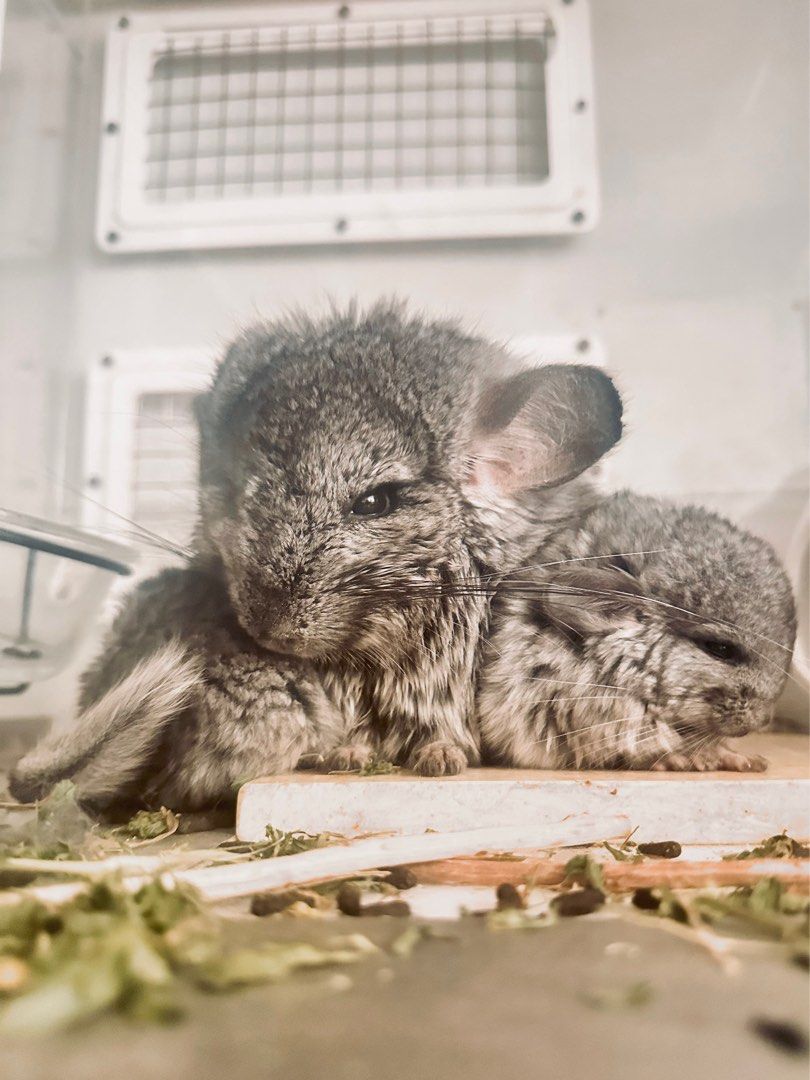 Chinchilla boarding near me shop